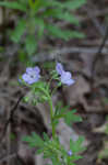 Fuzzy phacelia